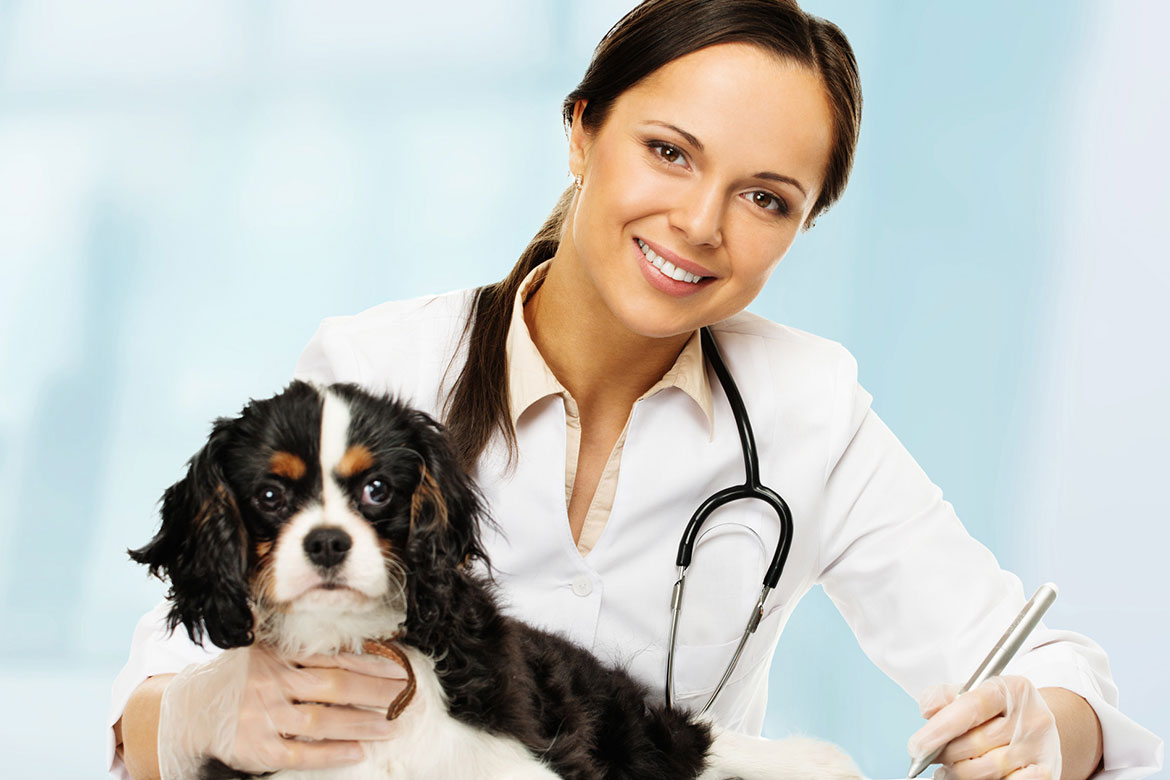 veterinary-doc/09.jpg